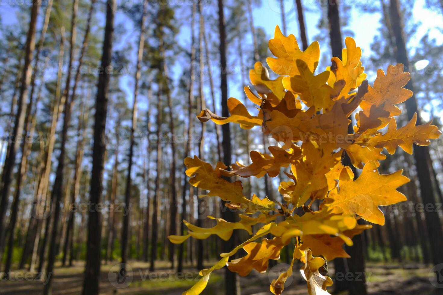 The yellow leaves of an oak tree. Fallen leaves. The branch of oak in female hand against a forest background. photo