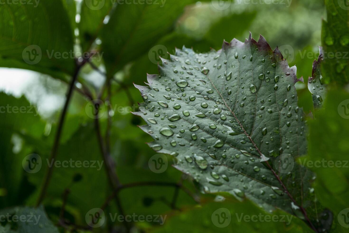 Green leaf covered by raindrops, macro photography. photo