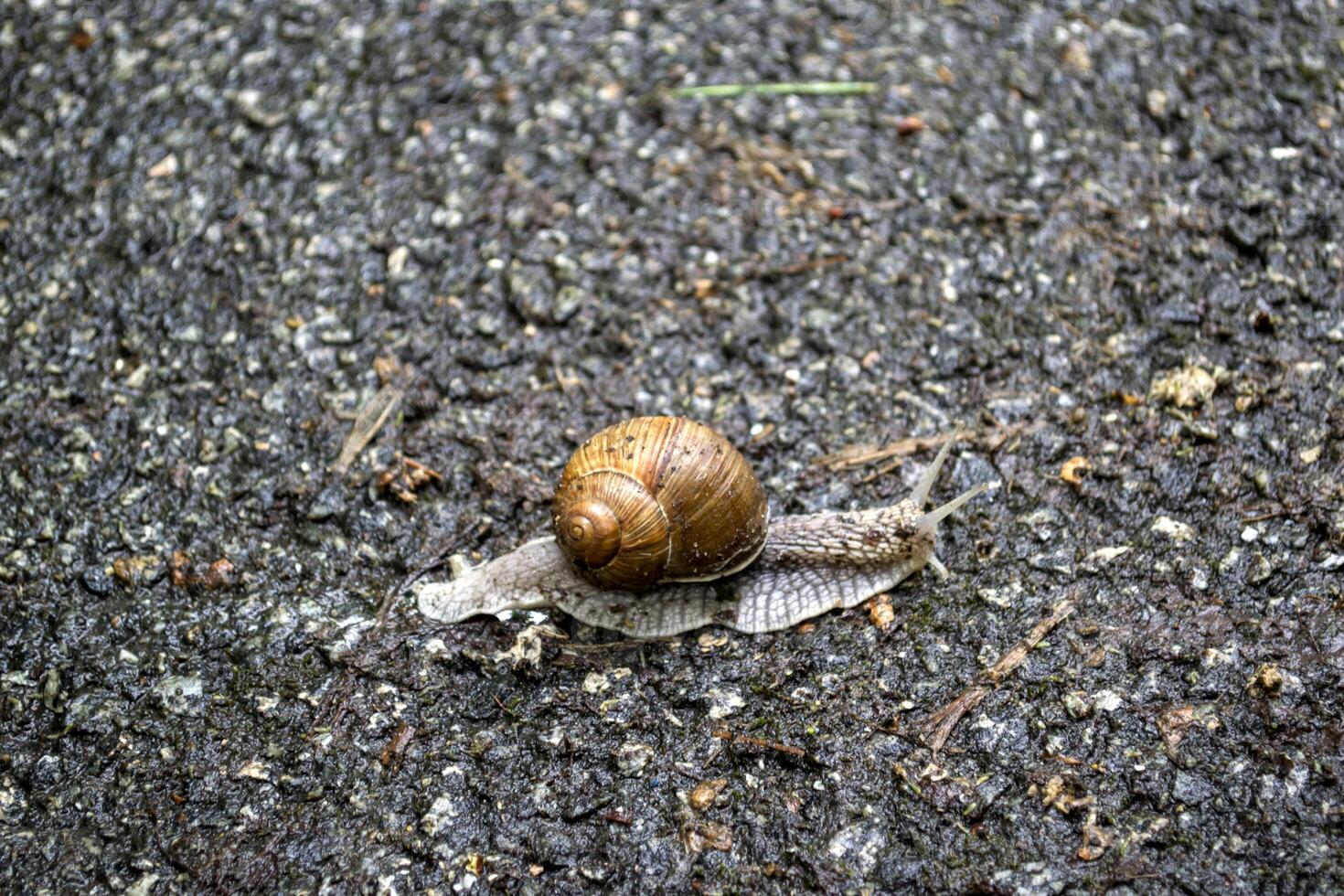 Snail on asphalt after rain. Wild nature close up. photo