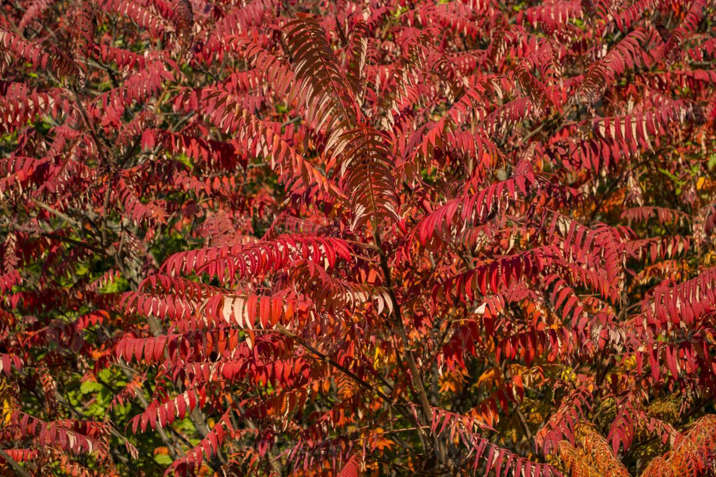 Red leaves pattern. Red natural texture. photo