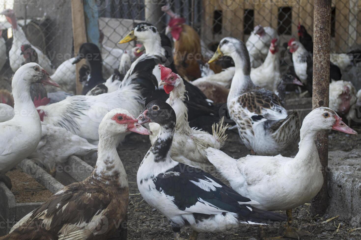 The birds farm. photo