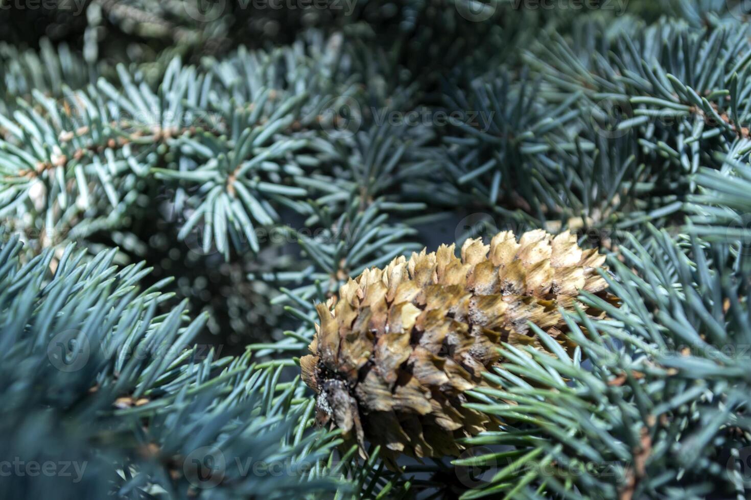 The fir-cone on the tree, close up. The christmas tree with cone macro shot photo