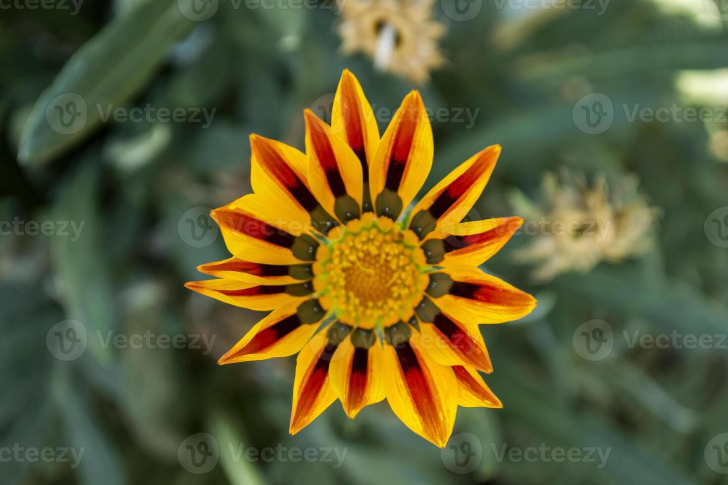 Gazania flower macro shot. photo