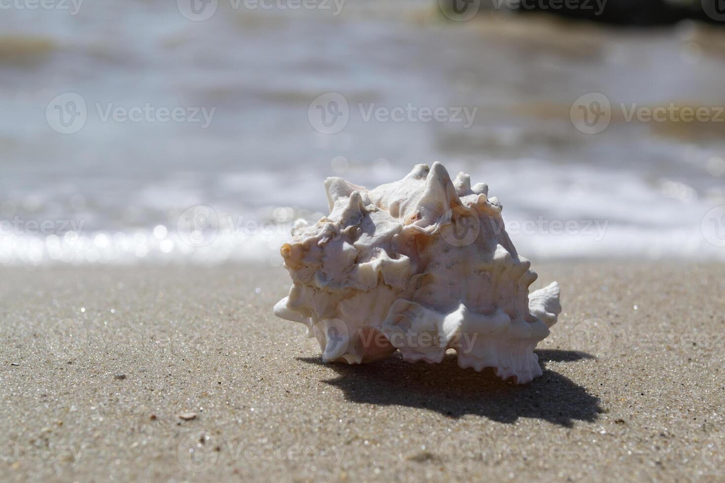 Beautiful seashell on the sand of the beach. Mollusk shell. photo