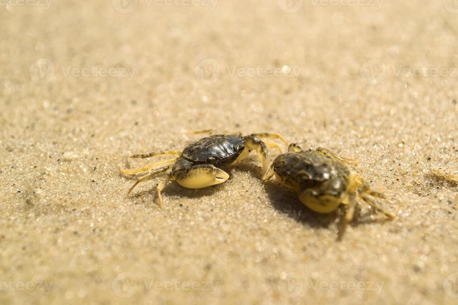 el cangrejos en un arena. macro disparo. foto