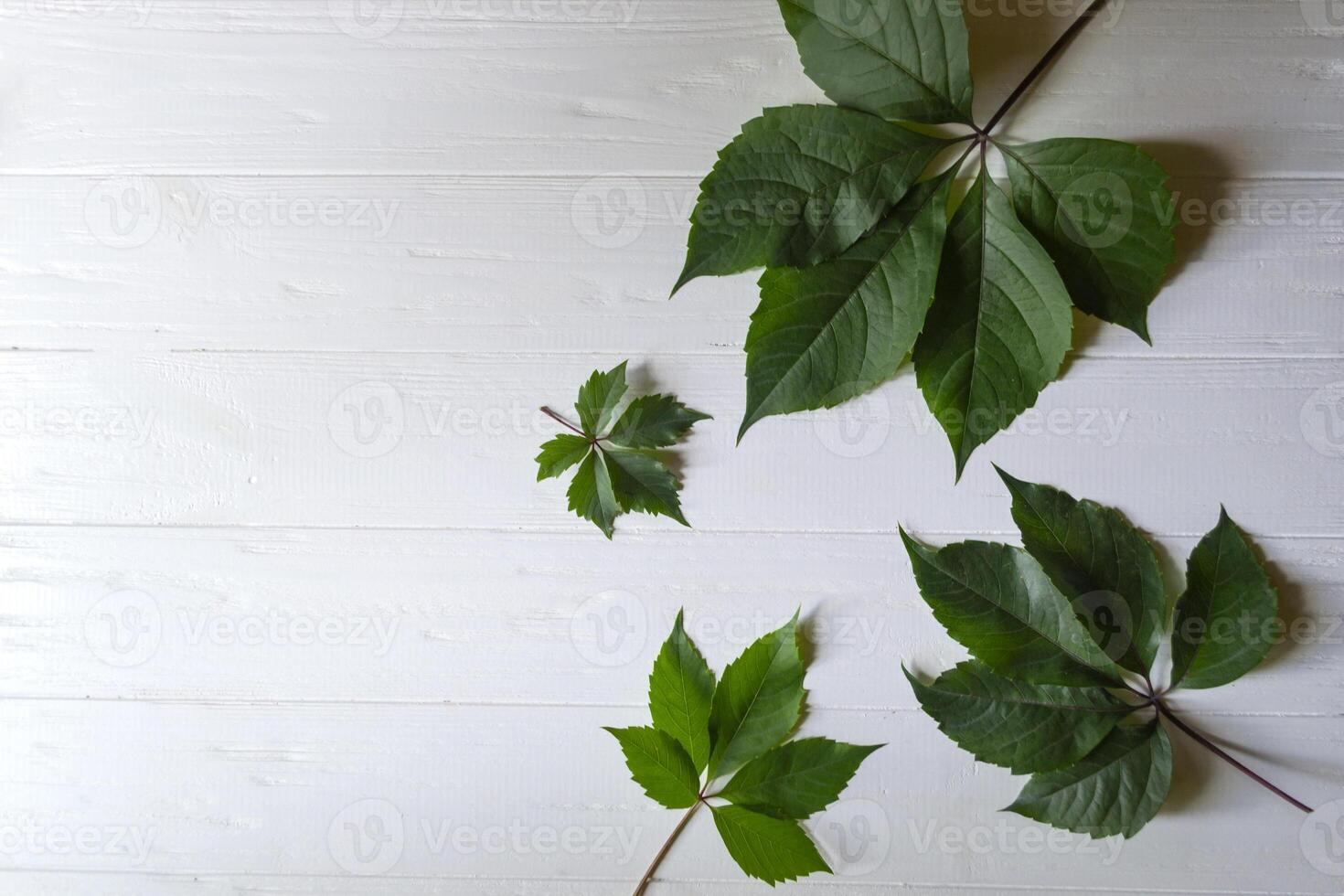 Green leaves of wild grape on a white wooden background. photo