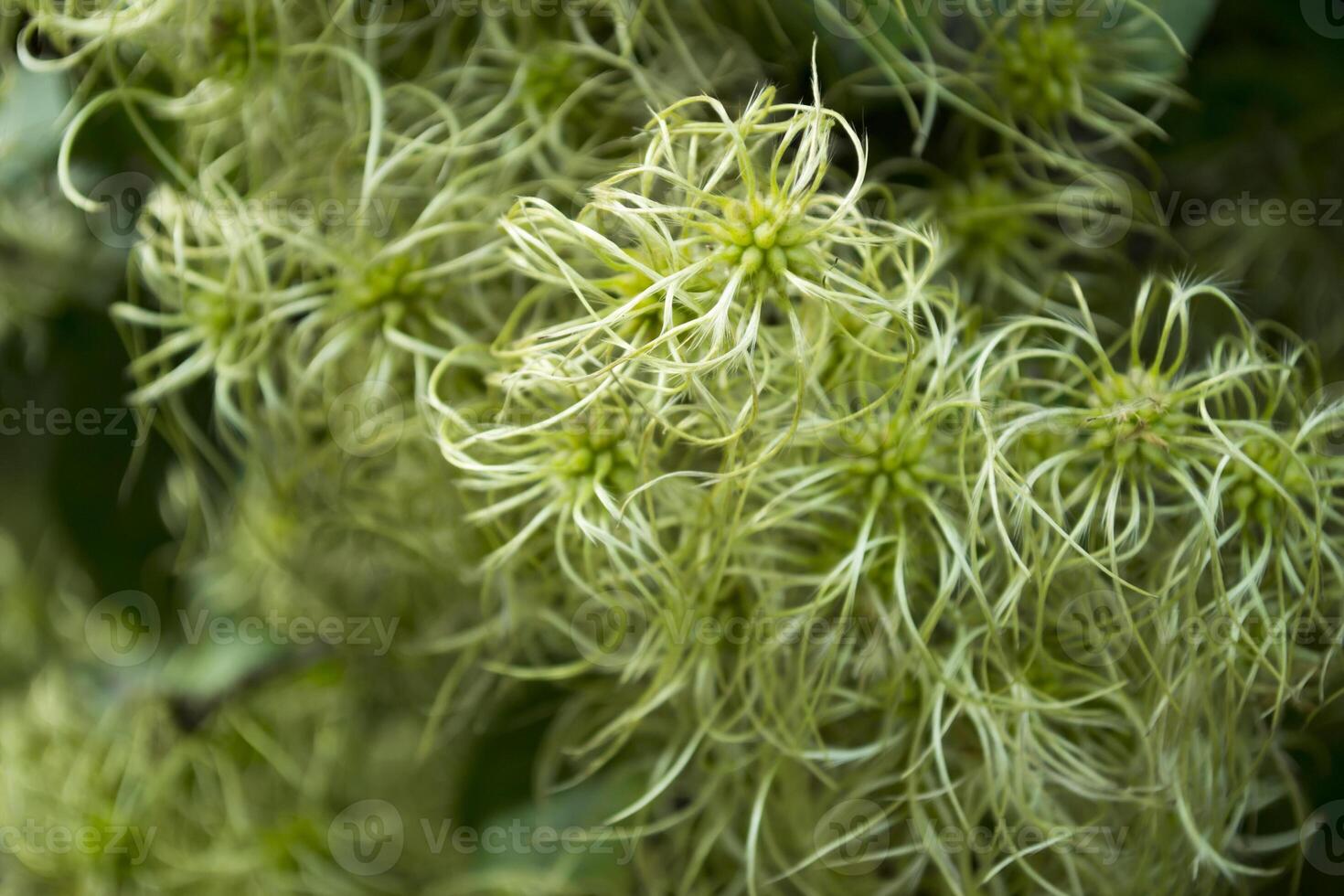 Natural green background. photo