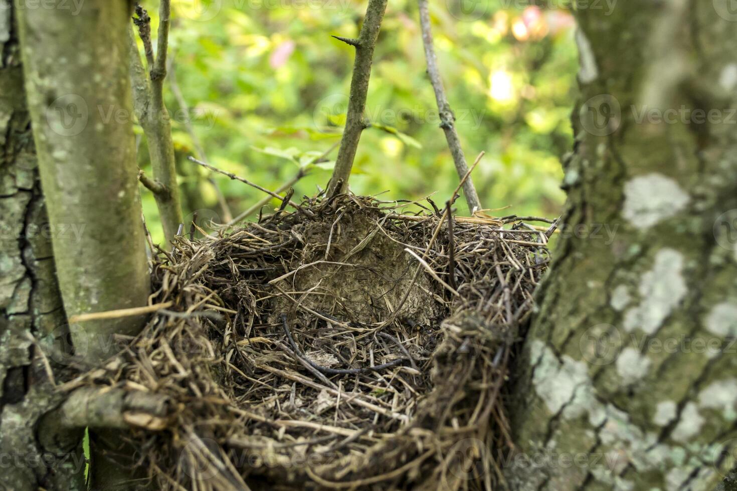 An empty bird nest. photo