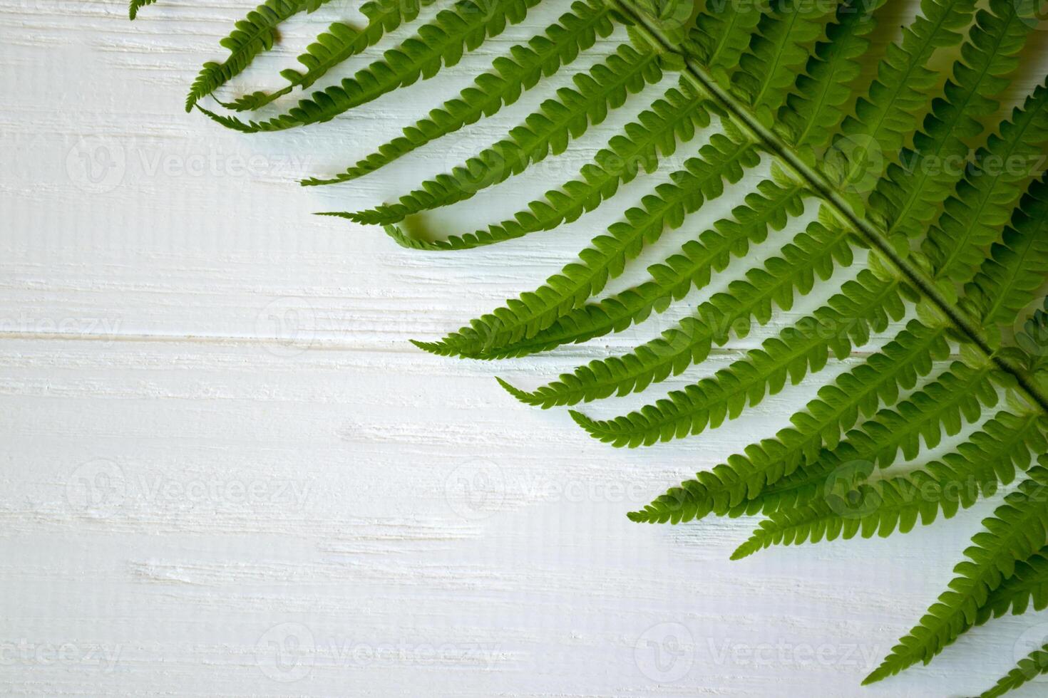 Green fern on a white wooden background. photo