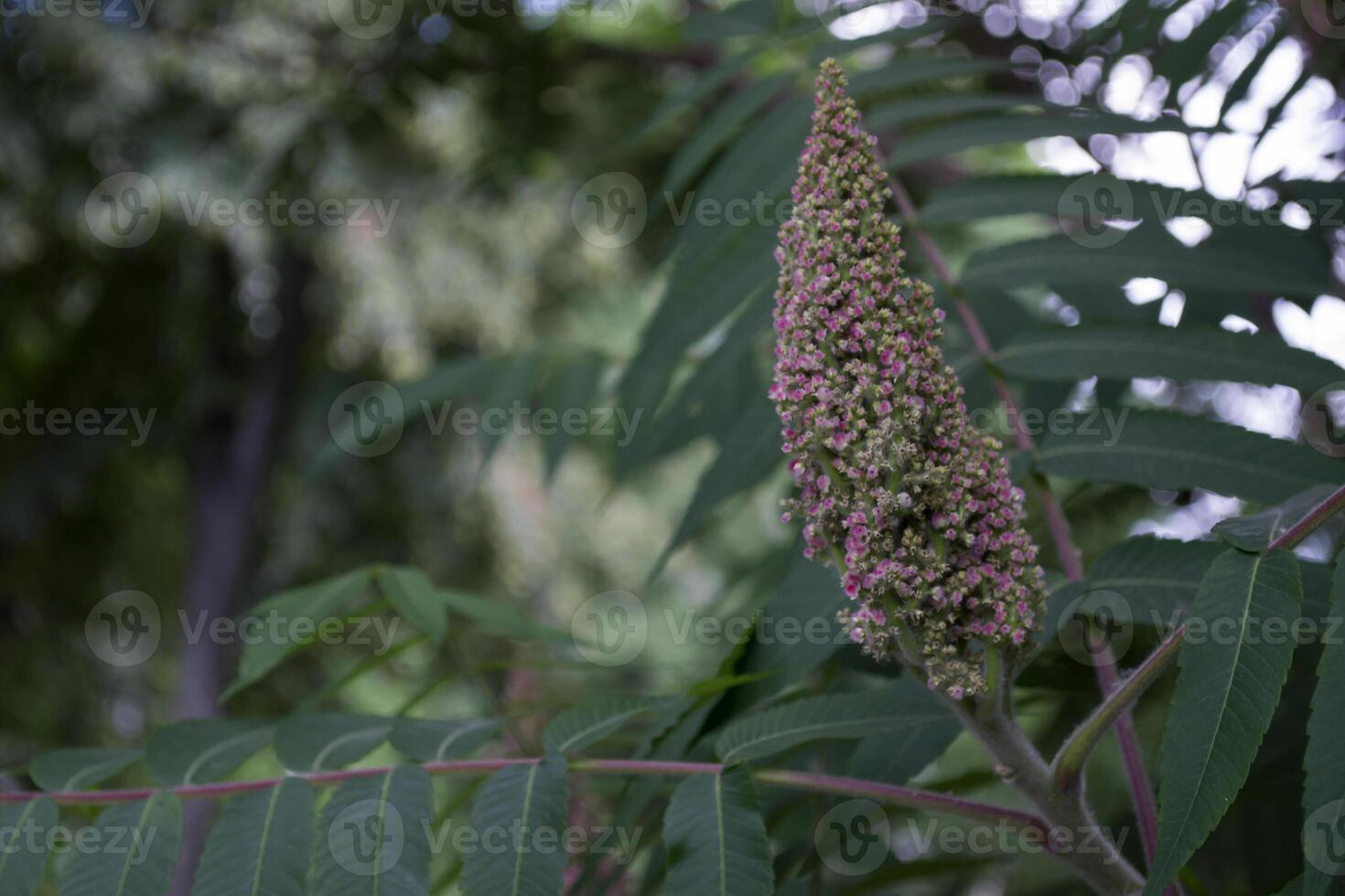 The blooming of beautiful tree. Natural pattern. photo