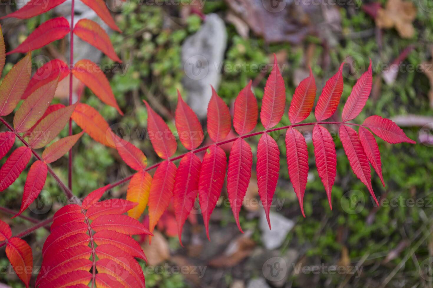 Red leaves pattern. Red natural texture. photo