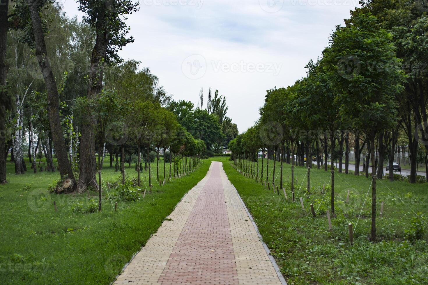 The alley of young trees in summer park. photo