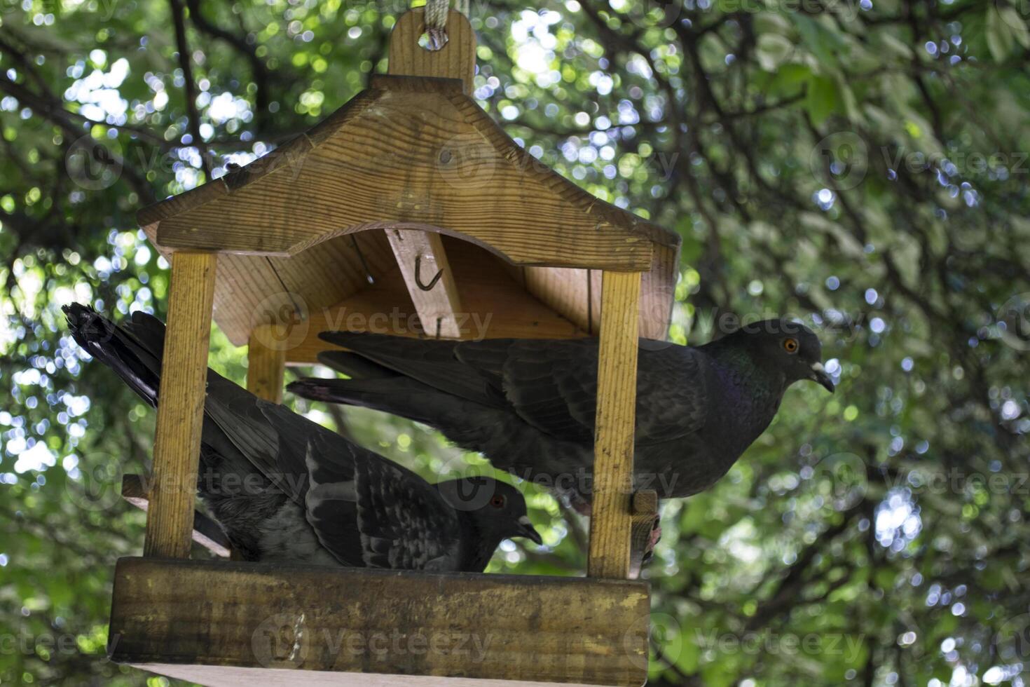 The doves in wooden birdhouse outdoor. photo