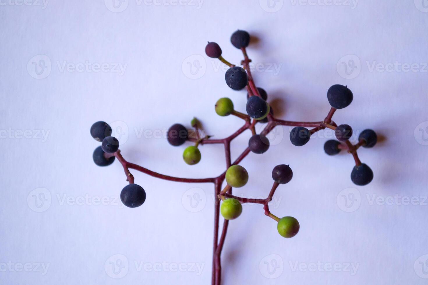 White paper, multi-color pencils and branch of wild grape. photo