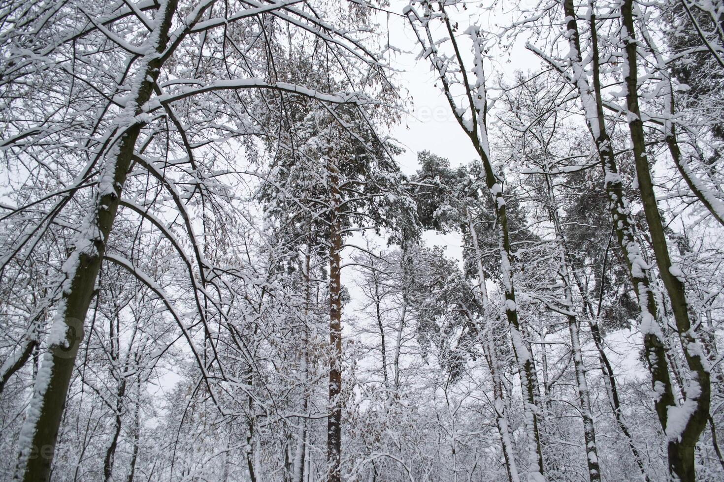 Winter forest landscape. The trees in winter. photo