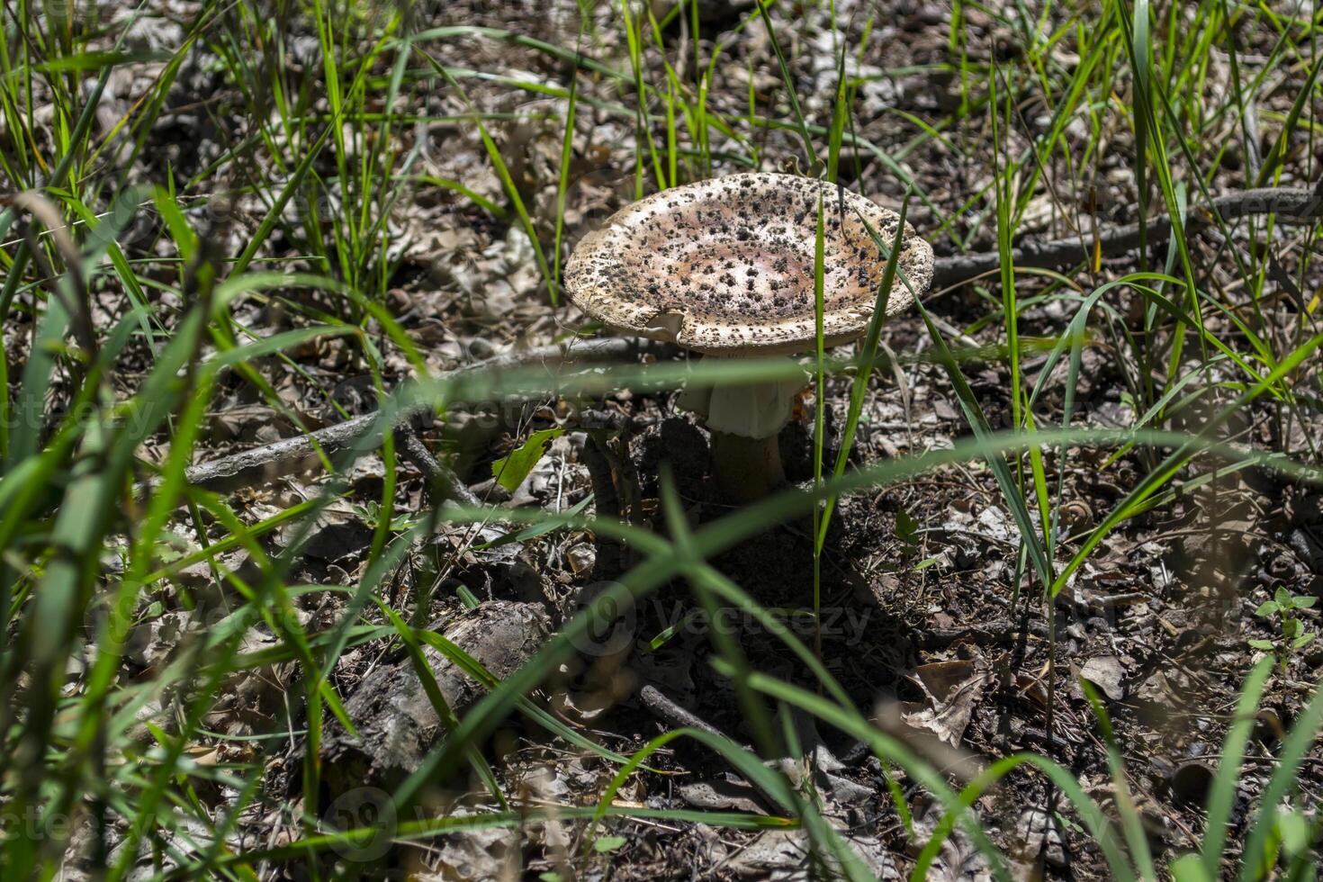 A mushroom in a forest glade. photo