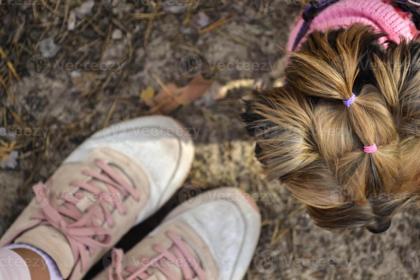 A cute yorkshire terrier near girl's feet, outdoor. photo