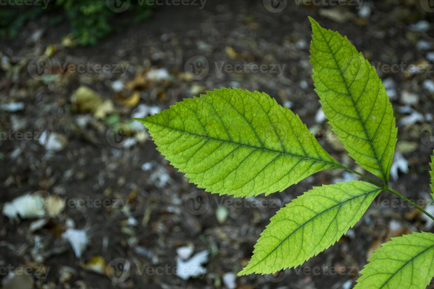 Green natural background. photo