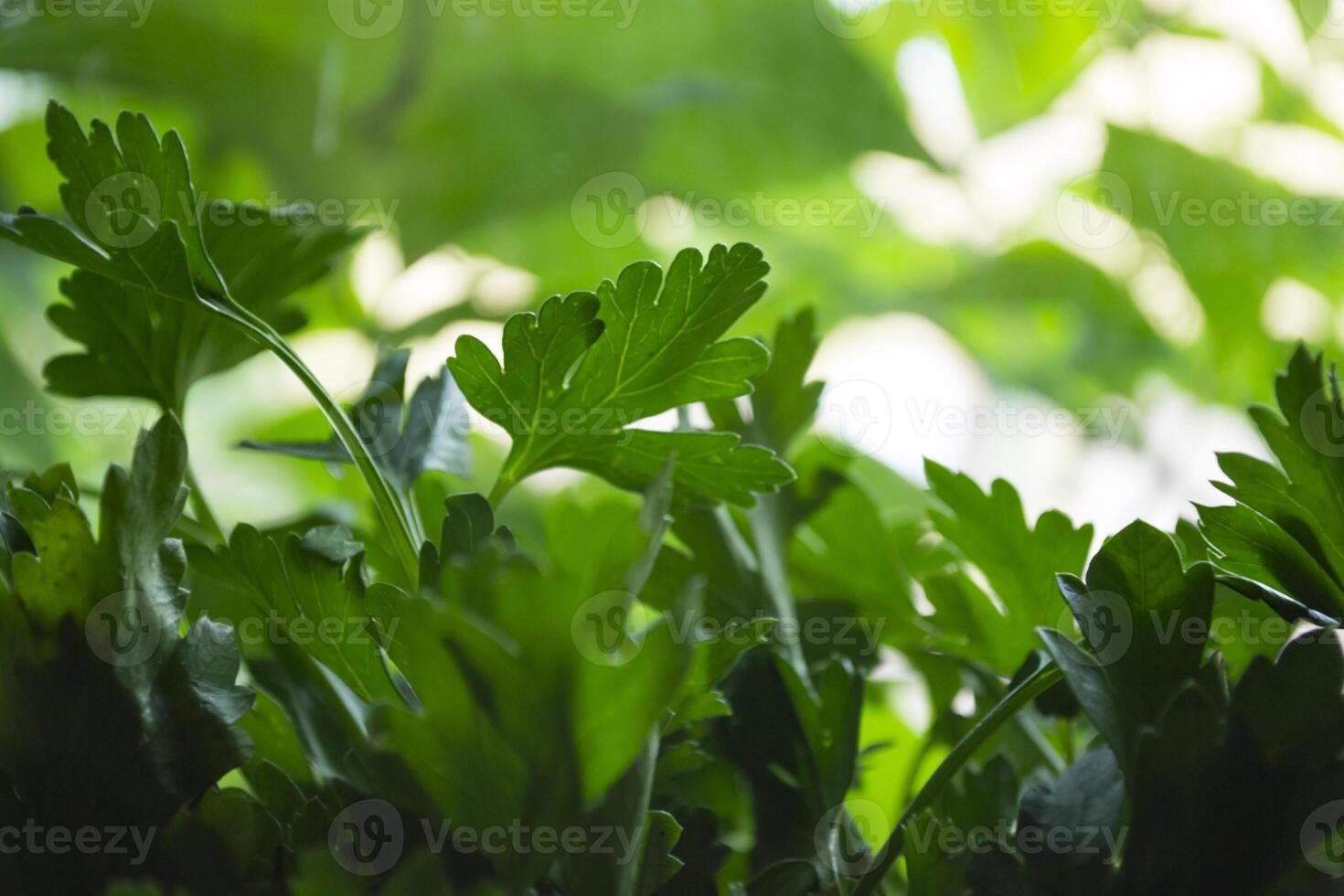 Green parsley background. photo