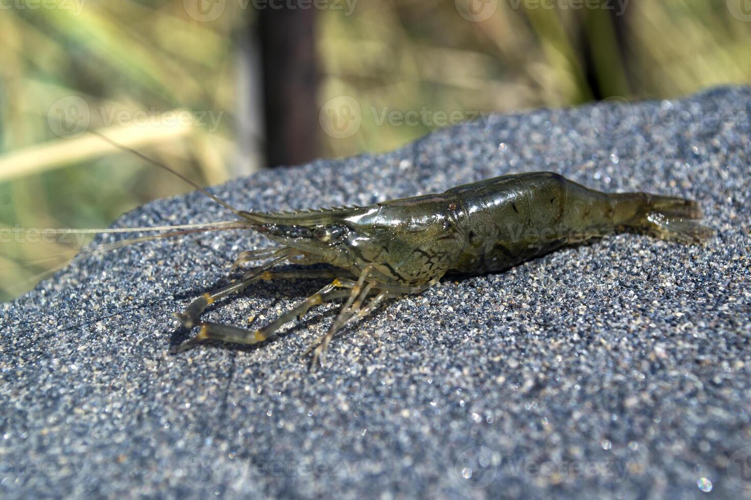 The shrimps on the stone. photo