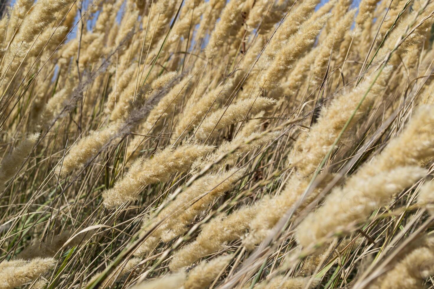 The field of golden spikelets, close up. photo
