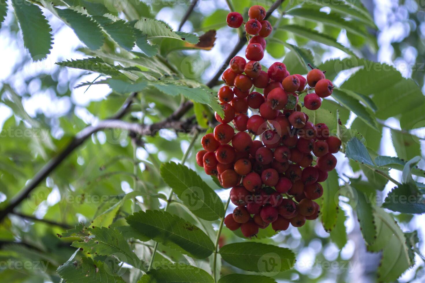 el racimos de baya en un serbal árbol. cerca arriba. serbal baya, macro disparo. foto