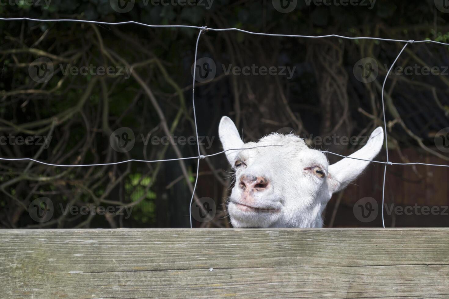 Funny face of goat in the farm. Countryside. photo