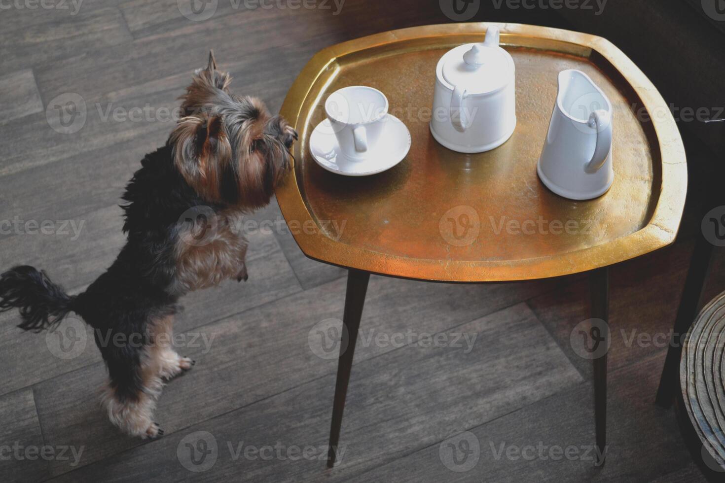Cute yorkshire terrier near coffee table, at home. photo