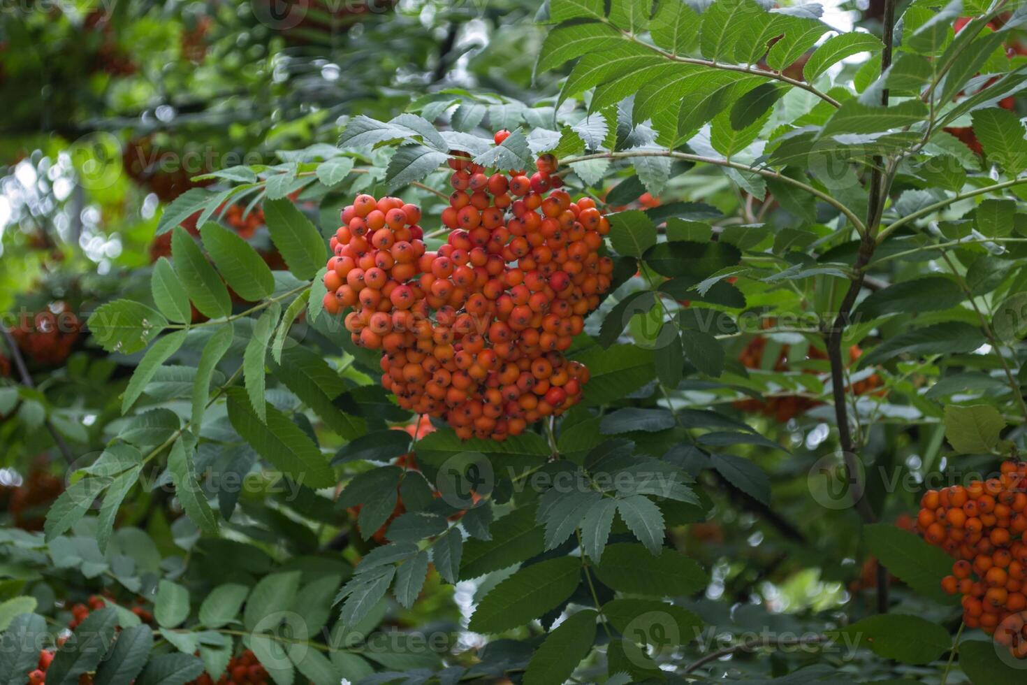 The clusters of berry on a rowan tree. Close up. photo