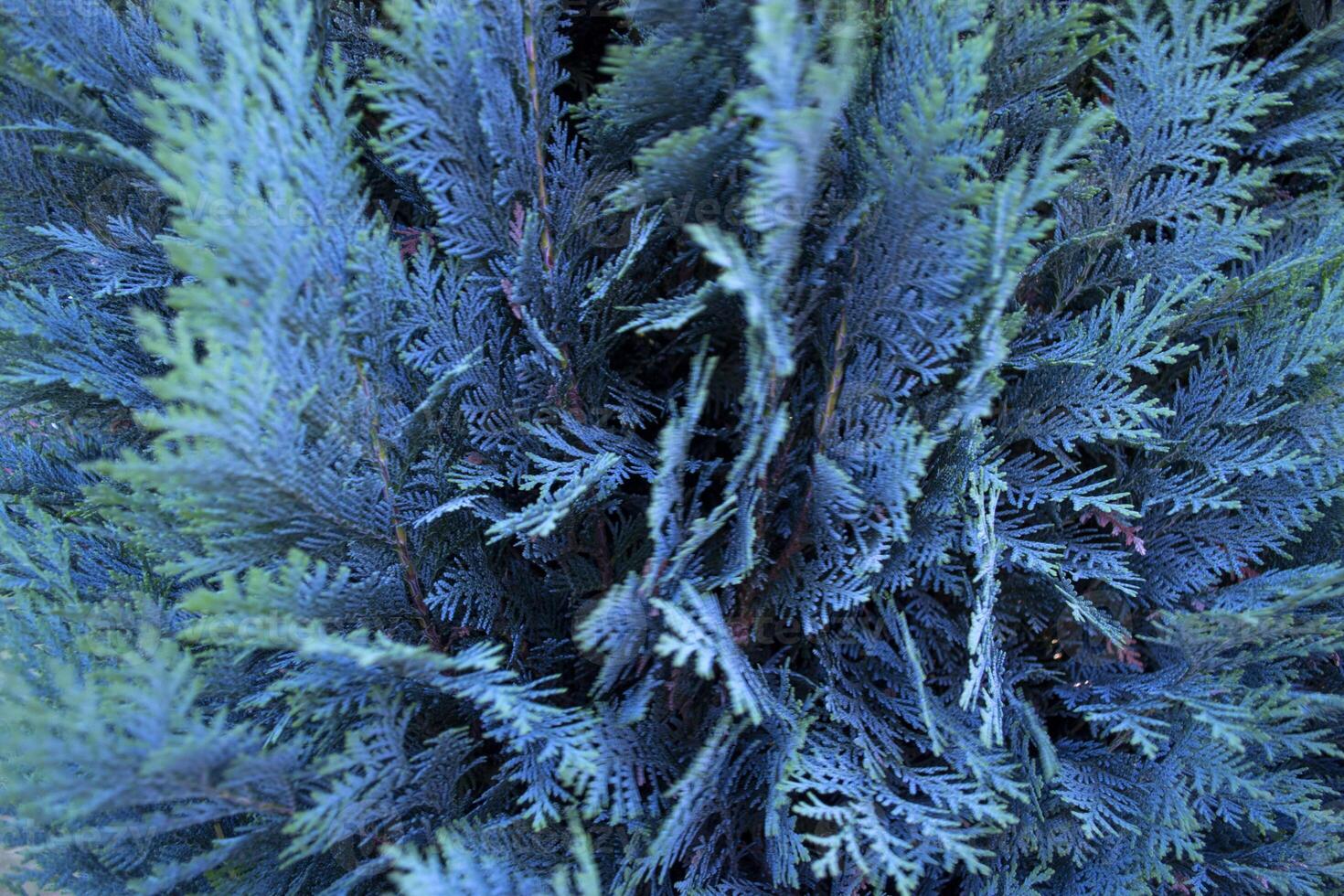 azul conífero árbol. conífero antecedentes. natural fondo de pantalla. foto