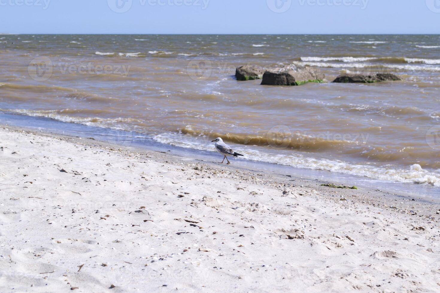 Seagulls on the big stones in the sea. Beautiful seascape. photo