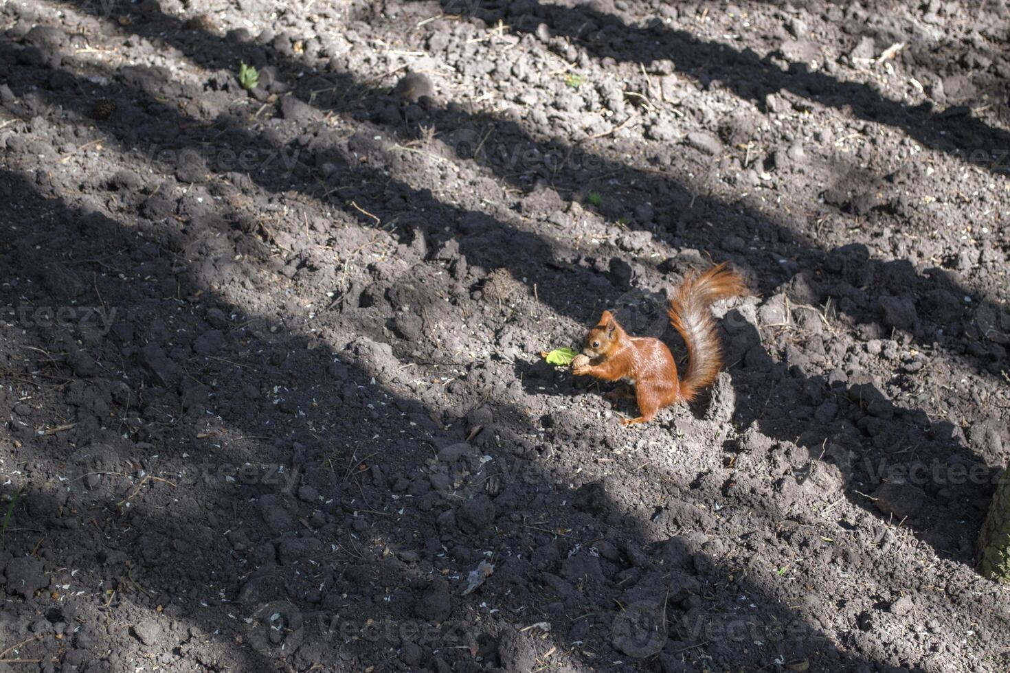 un ardilla sentado en el suelo y comiendo tuerca. foto