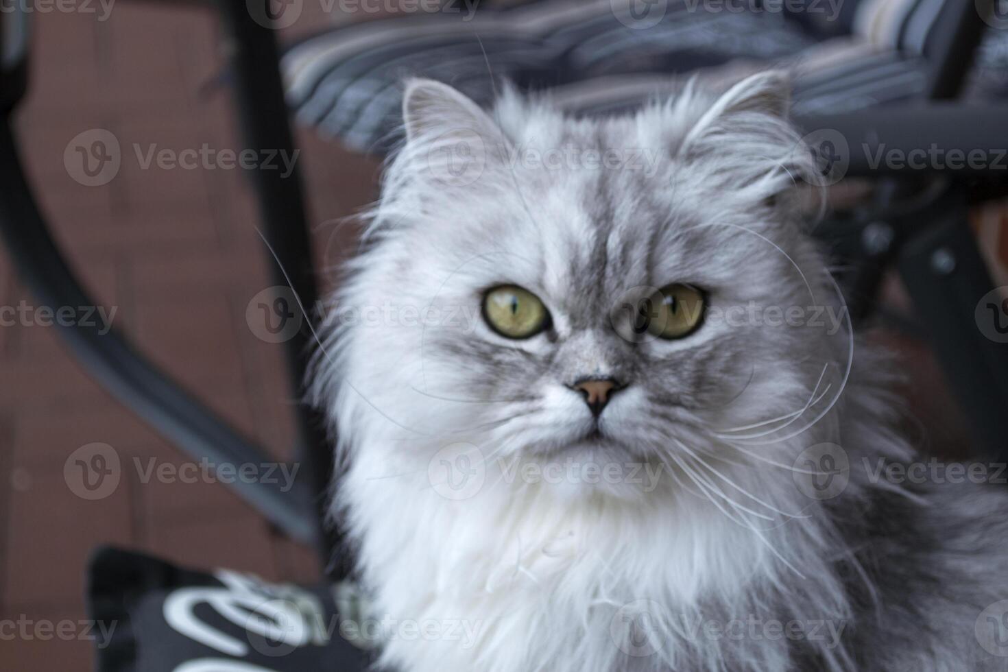Persian cat portrait. photo