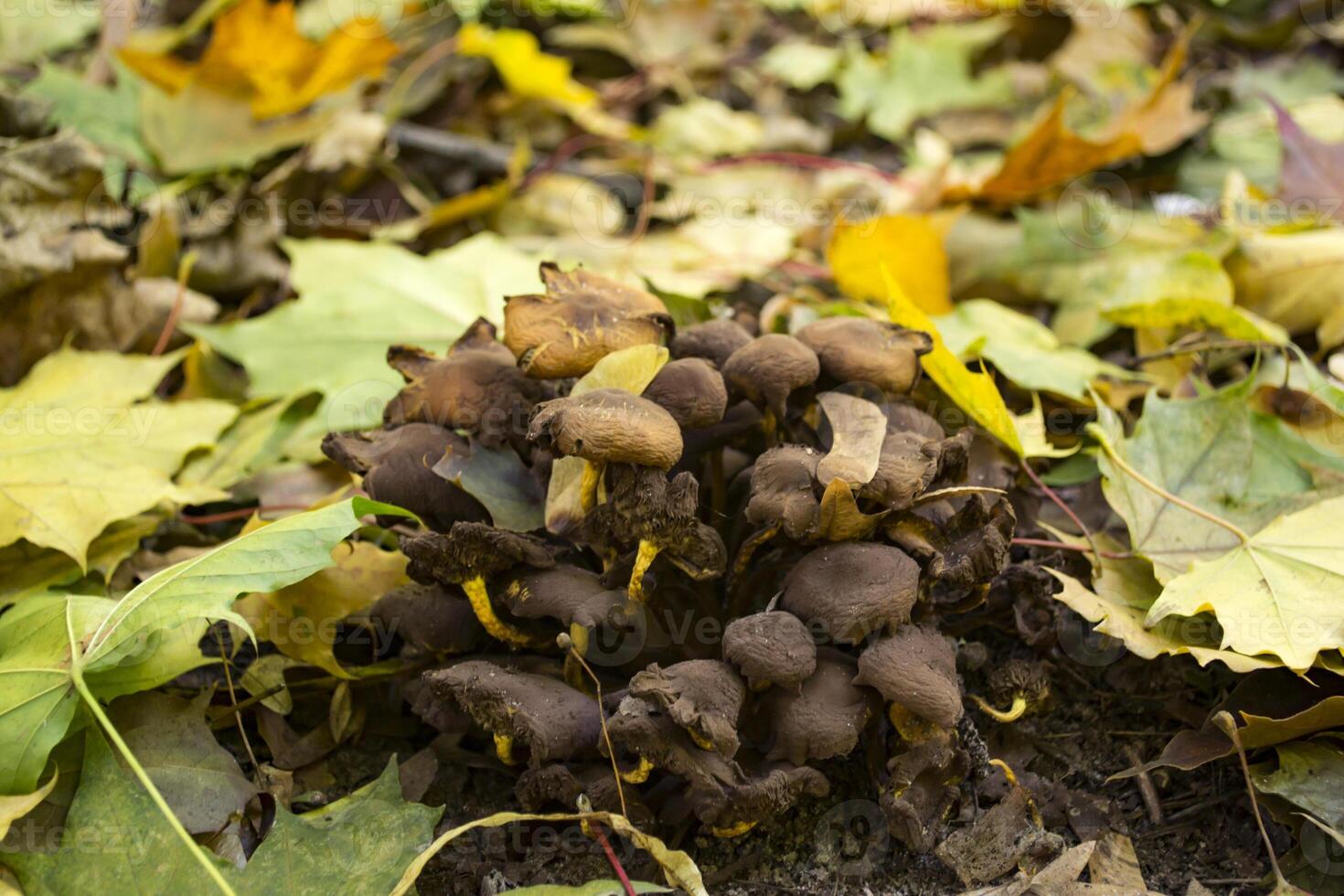 The mushrooms in the forest. photo