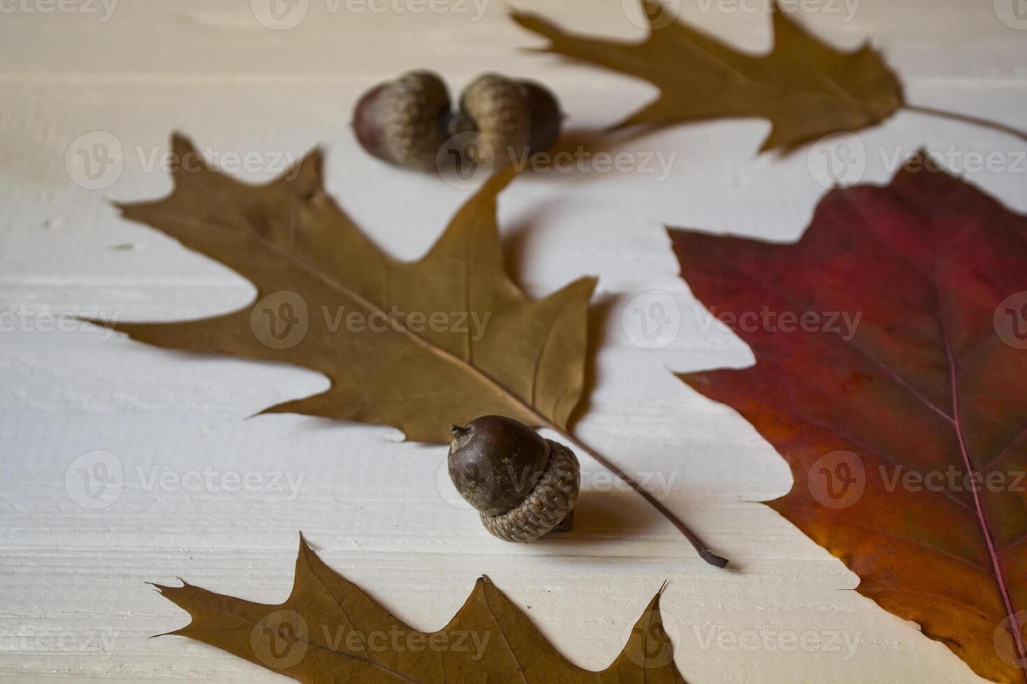 Autumn leaves on a white wooden background. Bright pattern. photo