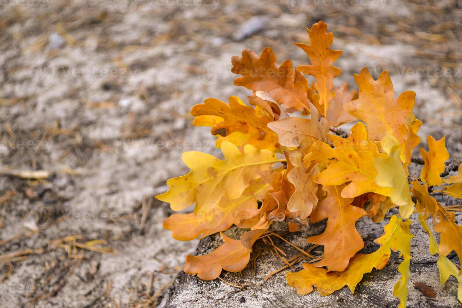 The yellow leaves of an oak tree. Fallen leaves. Oak leaves on the ground. photo
