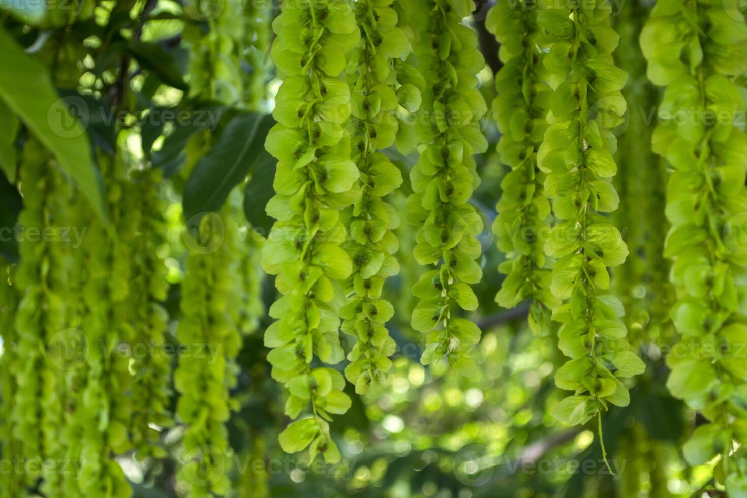 Blooming relict plant. Green natural background. photo
