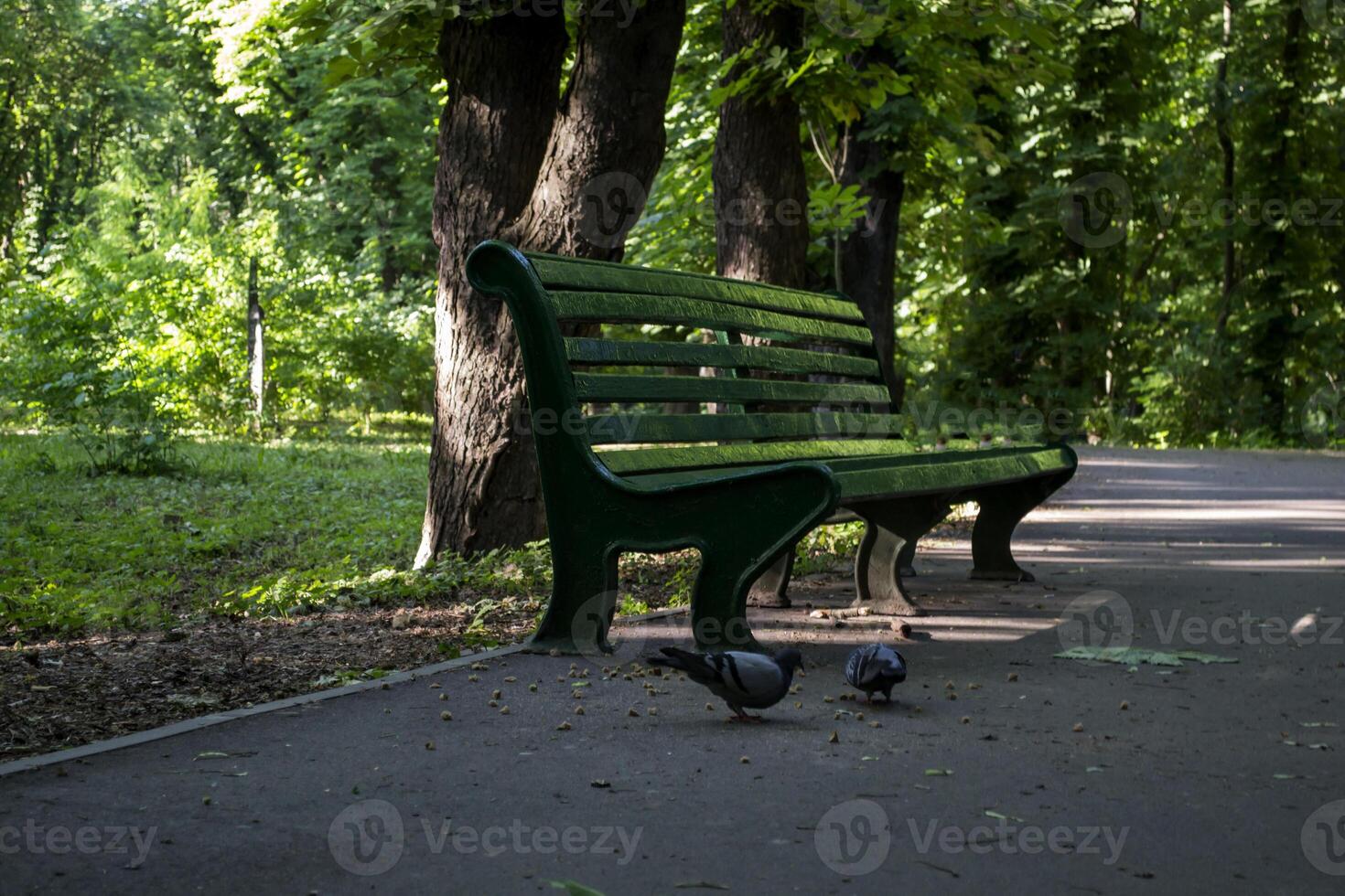 Empty bench in summer park. photo
