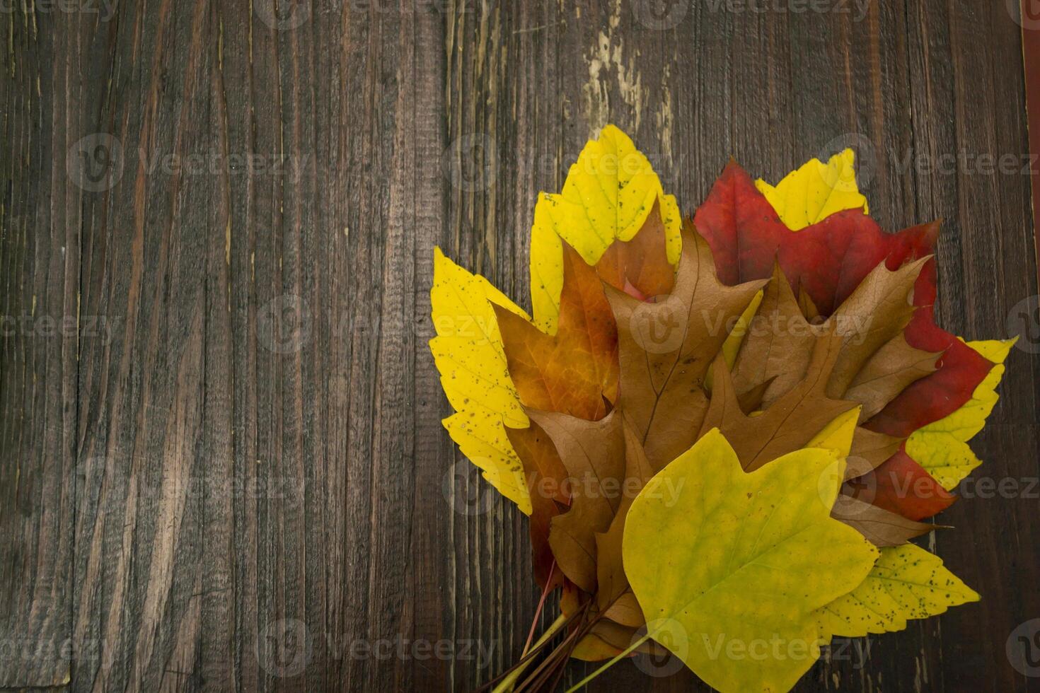 A bouquet of autumn leaves on the wooden background with copy space. Autumn background. photo