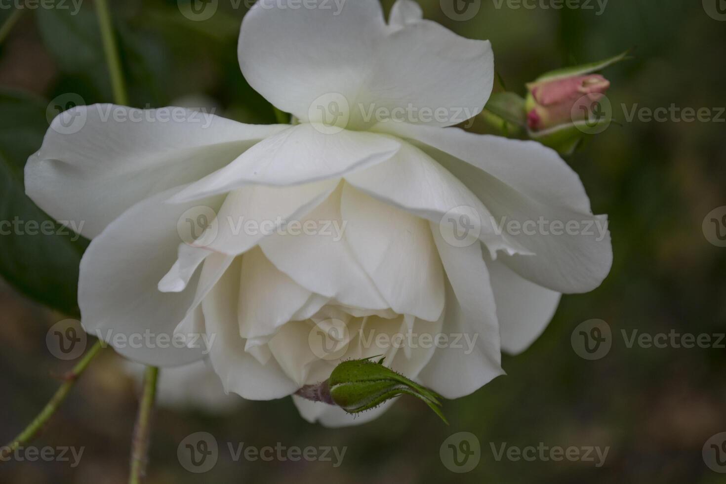 White rose on black background. Flower in the garden. photo