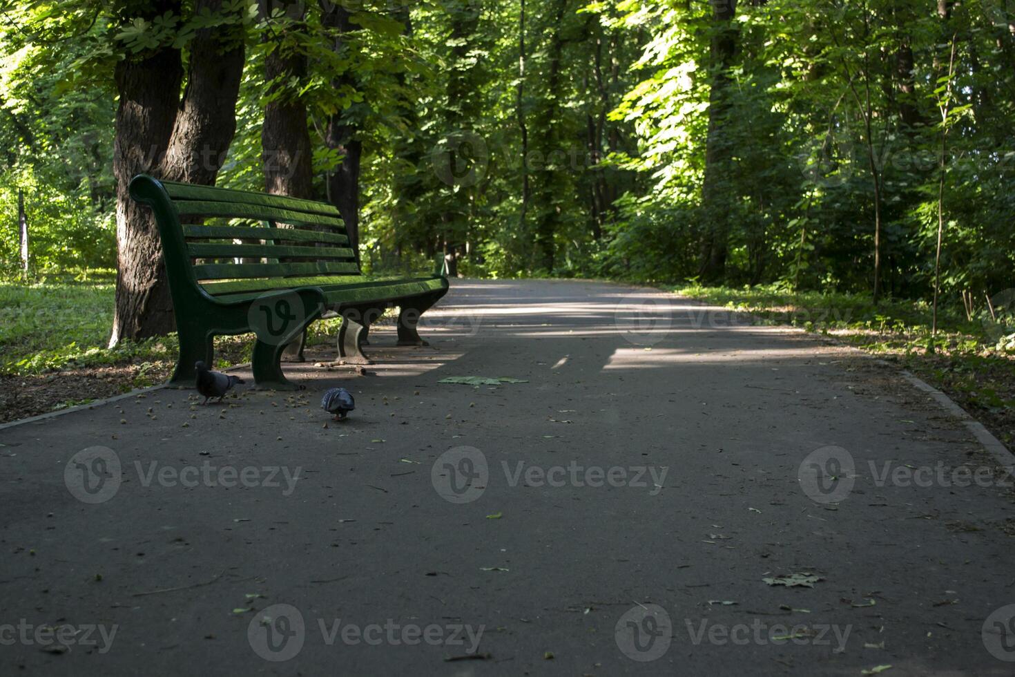 Empty bench in summer park. photo