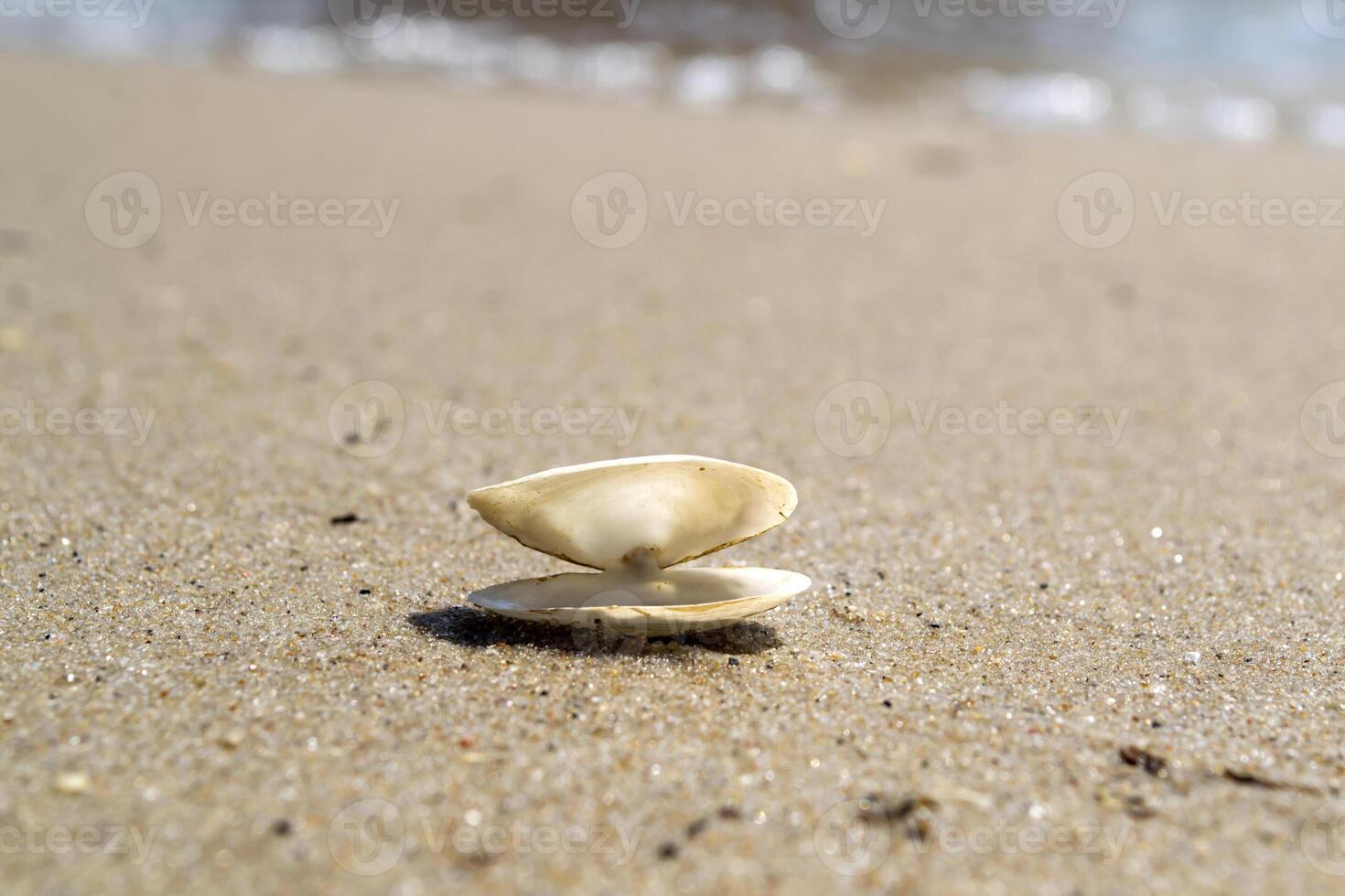 Opened seashell on the sand of the coast. Macro shot. photo