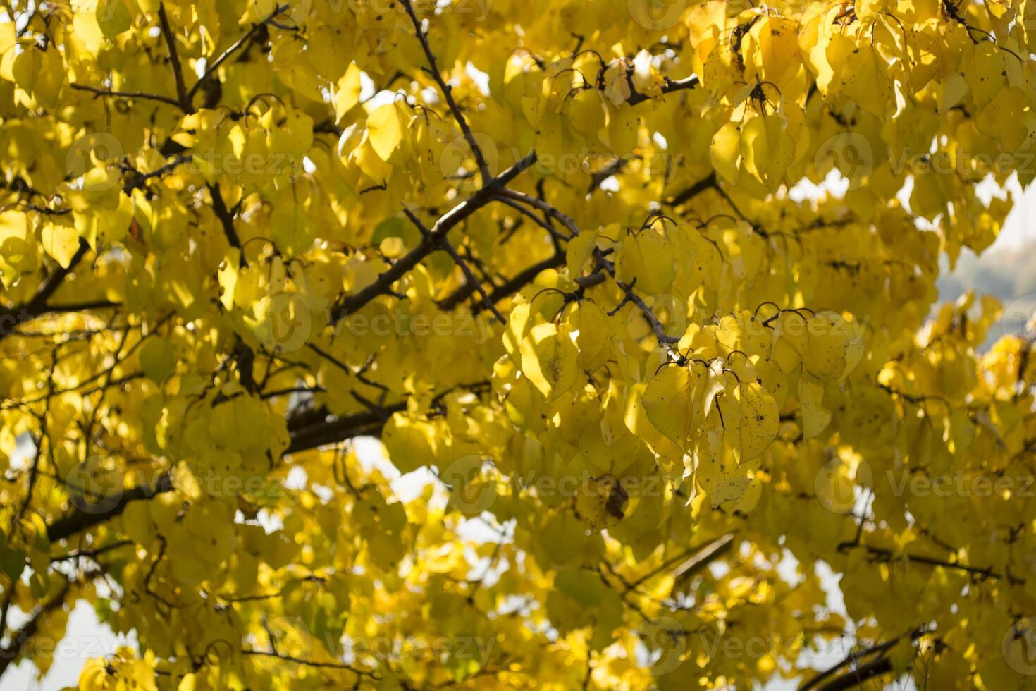 Autumn leaves background. photo