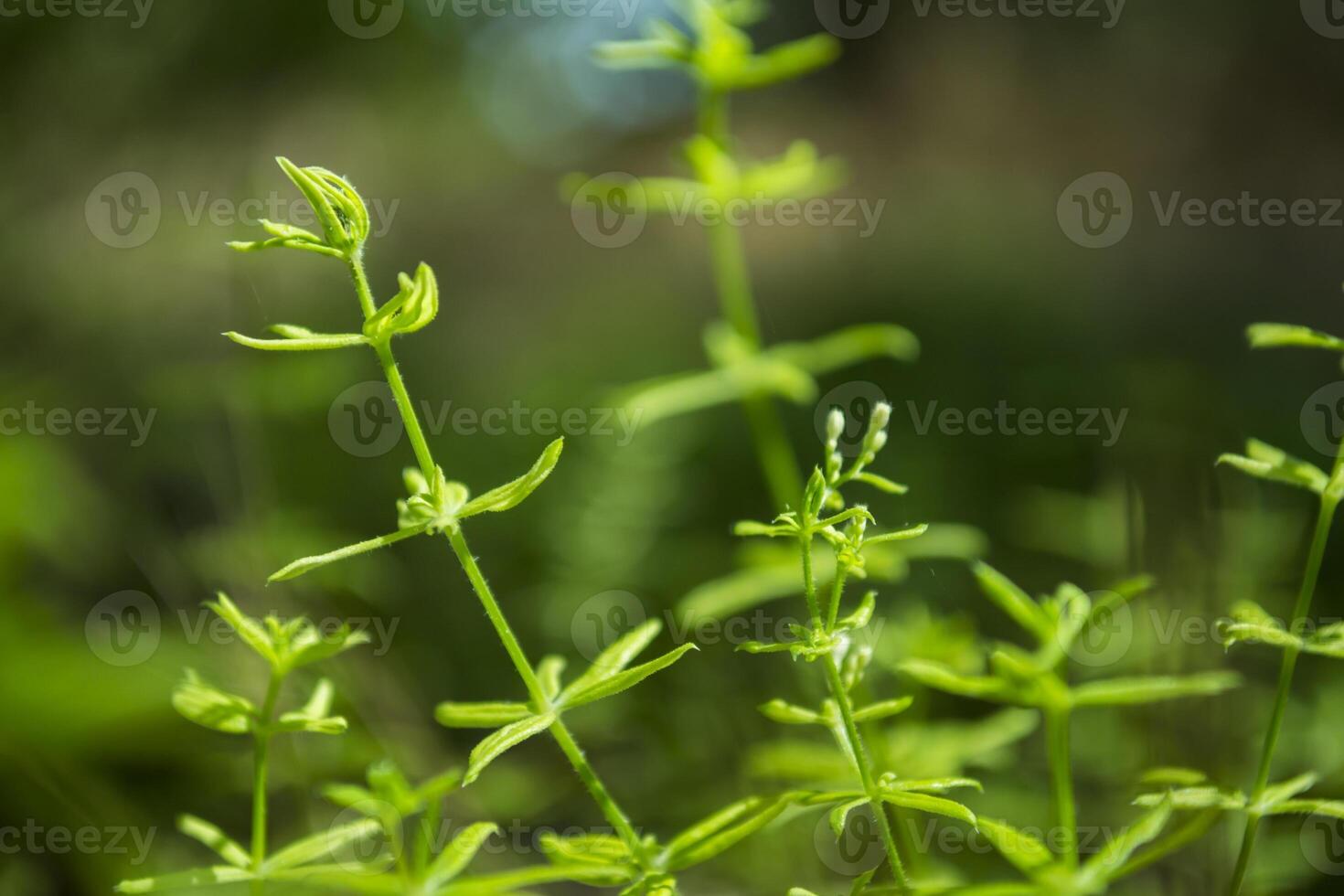 Green natural background. photo