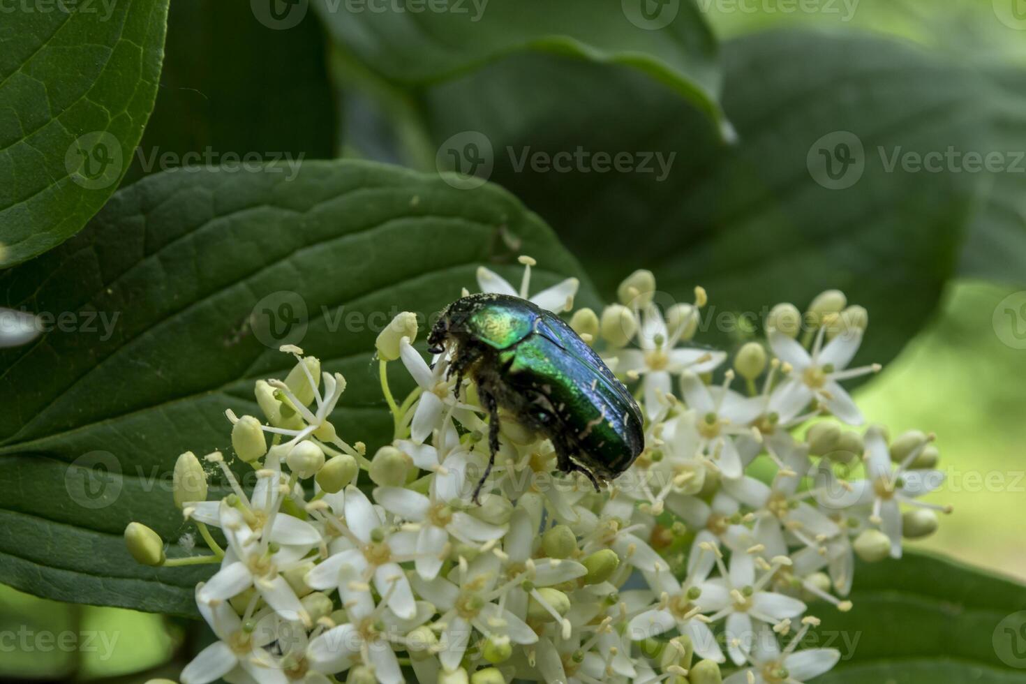 Chafer Stock Photos, Images and Backgrounds for Free Download