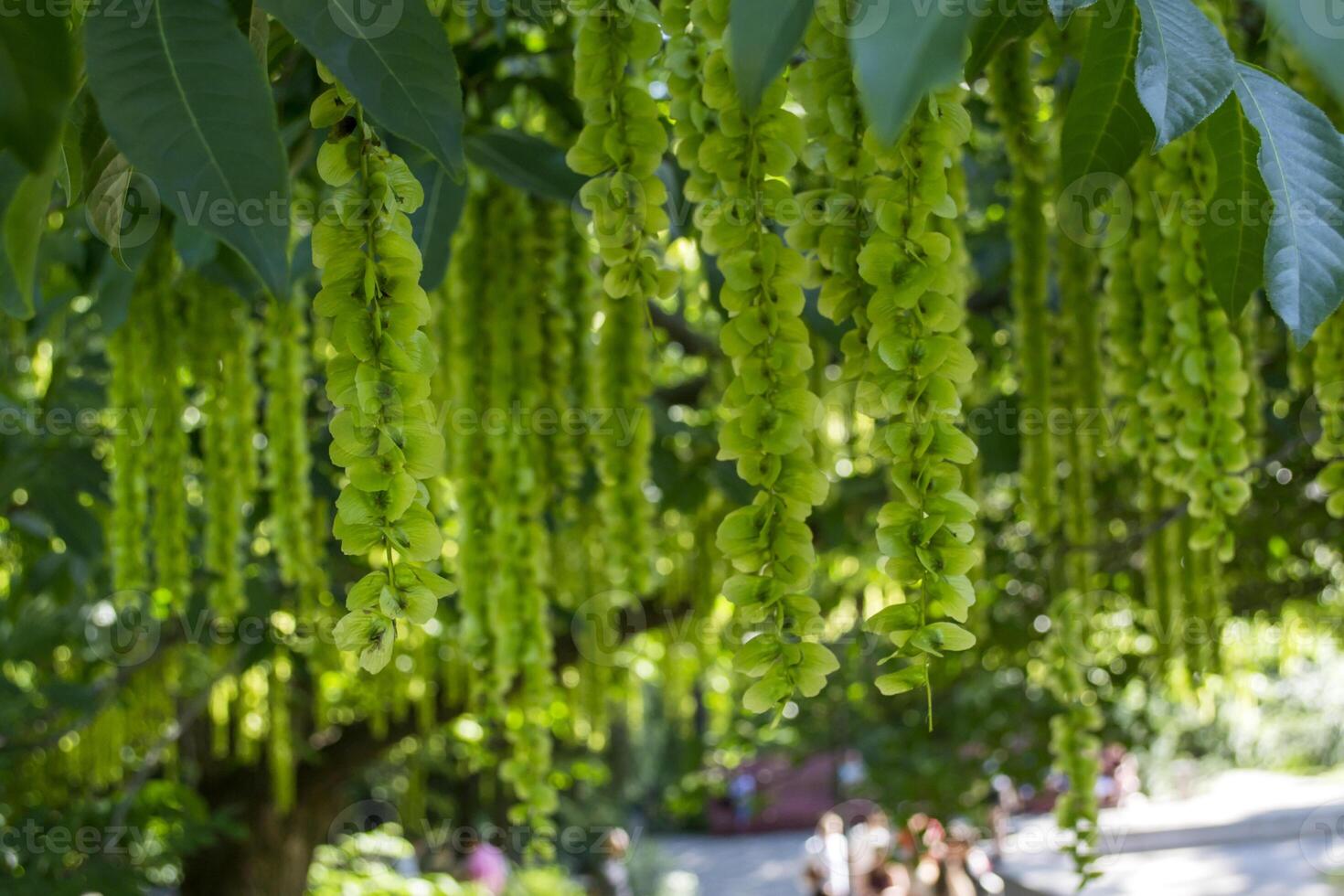 Blooming relict plant. Green natural background. photo