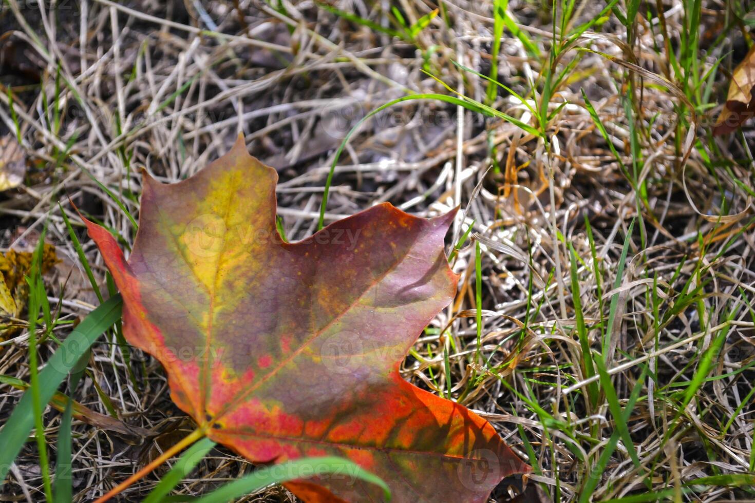 A maple leaf on the grass. Autumn leaf. photo