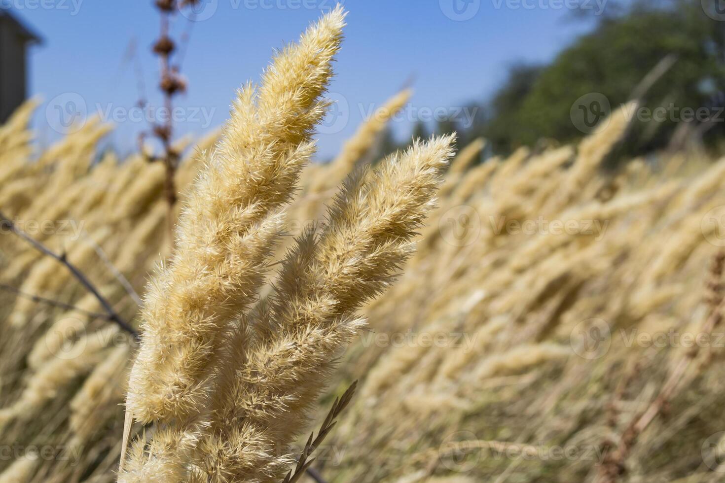 The field of golden spikelets, close up. photo