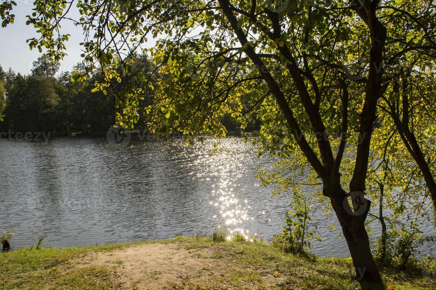 Lake in the forest. Beautiful forest landscape. photo