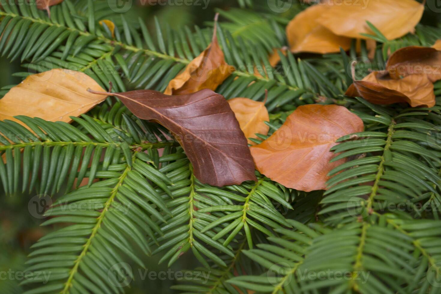 Autumn leaves on the evergreen tree, close up. photo